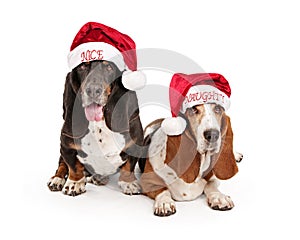 Naughty and Nice Basset Hound Dogs