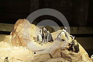 Naughty Penguins