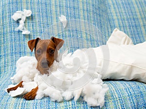 Naughty playful puppy dog after biting a pillow