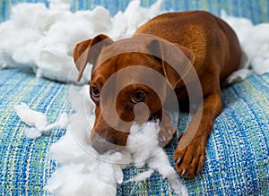 Cattivo giocoso parete il cane dopo mordere cuscino 