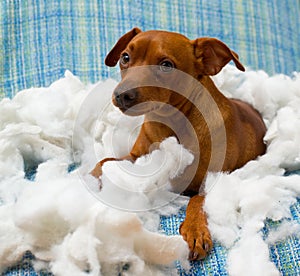 Nezbedný hravý štěně pes po kousavý polštář 