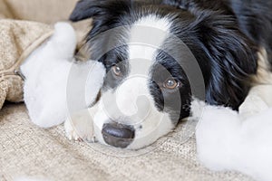 Naughty playful puppy dog border collie after mischief biting pillow lying on couch at home. Guilty dog and destroyed living room