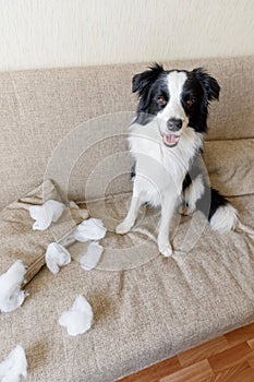 Naughty playful puppy dog border collie after mischief biting pillow lying on couch at home. Guilty dog and destroyed living room