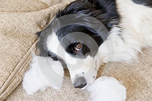 Naughty playful puppy dog border collie after mischief biting pillow lying on couch at home. Guilty dog and destroyed