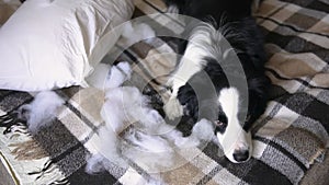 Naughty playful puppy dog border collie after mischief biting pillow lying on couch at home. Guilty dog and destroyed