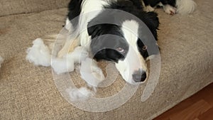 Naughty playful puppy dog border collie after mischief biting pillow lying on couch at home. Guilty dog and destroyed