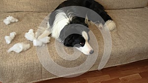 Naughty playful puppy dog border collie after mischief biting pillow lying on couch at home. Guilty dog and destroyed