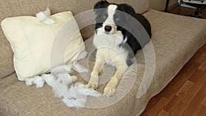 Naughty playful puppy dog border collie after mischief biting pillow lying on couch at home. Guilty dog and destroyed