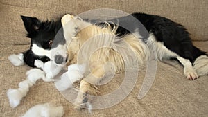 Naughty playful puppy dog border collie after mischief biting pillow lying on couch at home. Guilty dog and destroyed