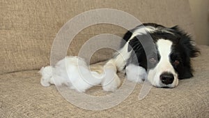 Naughty playful puppy dog border collie after mischief biting pillow lying on couch at home. Guilty dog and destroyed