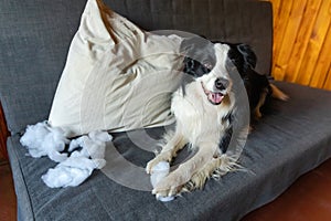 Naughty playful puppy dog border collie after mischief biting pillow lying on couch at home. Guilty dog and destroyed