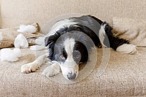 Naughty playful puppy dog border collie after mischief biting pillow lying on couch at home. Guilty dog and destroyed living room