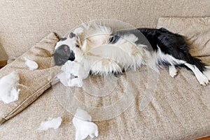 Naughty playful puppy dog border collie after mischief biting pillow lying on couch at home. Guilty dog and destroyed living room