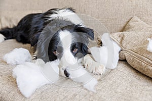 Naughty playful puppy dog border collie after mischief biting pillow lying on couch at home. Guilty dog and destroyed living room