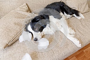 Naughty playful puppy dog border collie after mischief biting pillow lying on couch at home. Guilty dog and destroyed living room