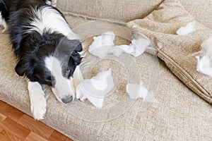 Naughty playful puppy dog border collie after mischief biting pillow lying on couch at home. Guilty dog and destroyed living room