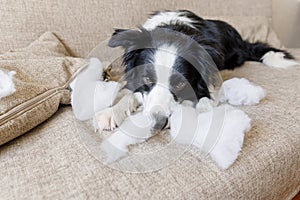 Naughty playful puppy dog border collie after mischief biting pillow lying on couch at home. Guilty dog and destroyed living room