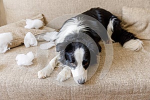 Naughty playful puppy dog border collie after mischief biting pillow lying on couch at home. Guilty dog and destroyed
