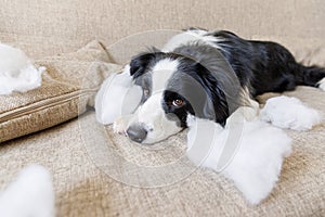 Naughty playful puppy dog border collie after mischief biting pillow lying on couch at home. Guilty dog and destroyed living room