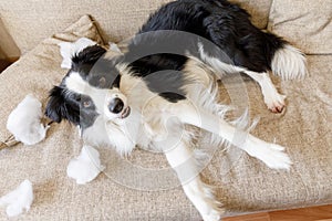 Naughty playful puppy dog border collie after mischief biting pillow lying on couch at home. Guilty dog and destroyed living room