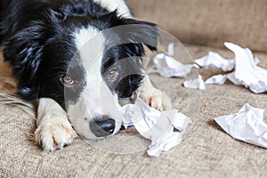 Naughty playful puppy dog border collie after mischief biting toilet paper lying on couch at home. Guilty dog and destroyed living