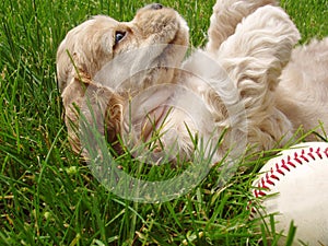 Naughty puppy with baseball photo