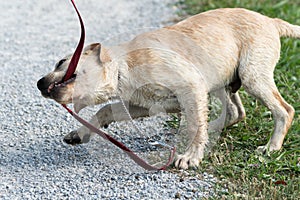 Naughty Puppy Bites Leash