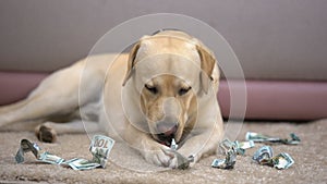 Naughty thoroughbred dog chewing dollar banknotes, lack of house pet discipline