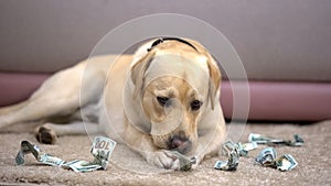 Naughty thoroughbred dog chewing dollar banknotes, lack of house pet discipline