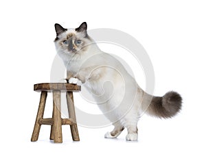 Naughty tortie Sacred Birman cat isolated on white background