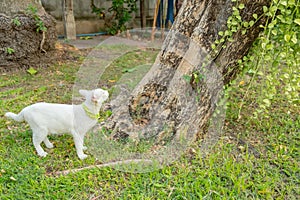 Naughty white cat stare at something