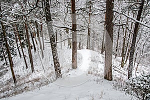 Mound in winter forest