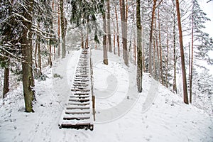 Mound in winter forest