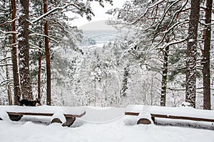 Mound in winter forest