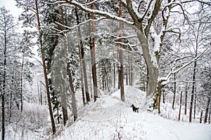 Mound in winter time