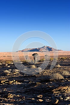 Naukluft Nature Reserve, Namib Desert, Namibia