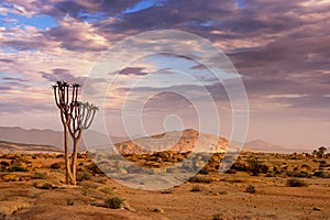 Naukluft Nature Reserve, Namib Desert, Namibia