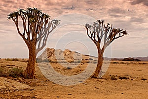 Naukluft Nature Reserve, Namib Desert, Namibia