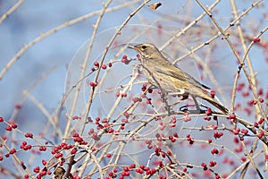 Naumann`s Thrush