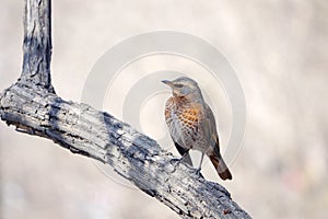 Naumann`s Thrush