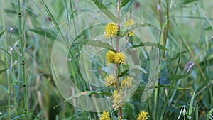 Naumburgia thyrsiflora. Tufted loosestrife on the swamp among the grass