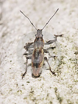 Naupactus xanthographus