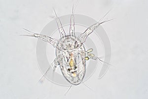 The nauplius larva is prevailing hatching larval