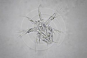 Nauplius larva in water under microscope.