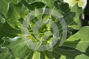 Nauplius sericeus green plant without flower