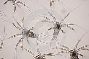 Nauplius stage of Vannamei shrimp in light microscope, Shrimp larvae under a microscope, Shrimp, White shrimp, Nauplius, Nauplii,