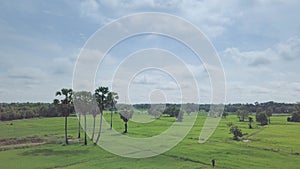 Naure background of palm tree and landscape from top view