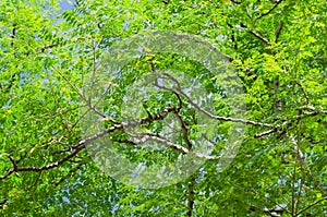 Naure leaf on brach of the tree, closeup