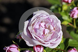 Nautica rose flower head in the Guldenmondplantsoen Rosarium in Boskoop