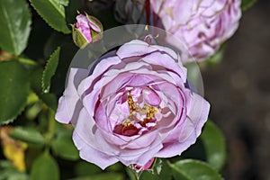 Nautica rose flower head in the Guldenmondplantsoen Rosarium in Boskoop